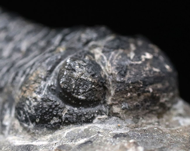 複眼のレンズも確認できる、モロッコ産のデボン紀の三葉虫、ファコプスの化石（その7）