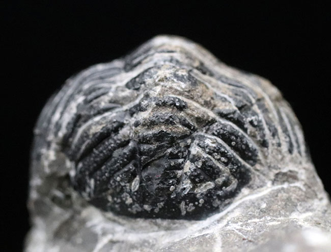 複眼のレンズも確認できる、モロッコ産のデボン紀の三葉虫、ファコプスの化石(その8)