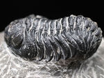 複眼のレンズも確認できる、モロッコ産のデボン紀の三葉虫、ファコプスの化石