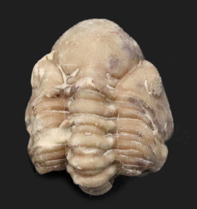 ザ・パックマン！大きな頭鞍部が特徴的！米国オクラホマ州産の三葉虫、パシファコプス（Paciphacops）のエンロール標本（その1）