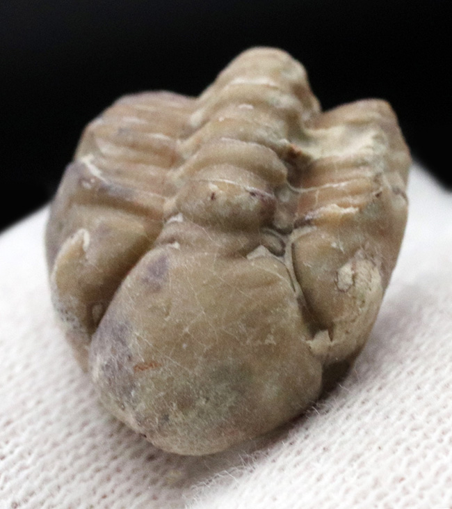 ザ・パックマン!大きな頭鞍部が特徴的!米国オクラホマ州産の三葉虫、パシファコプス(Paciphacops)のエンロール標本(その2)