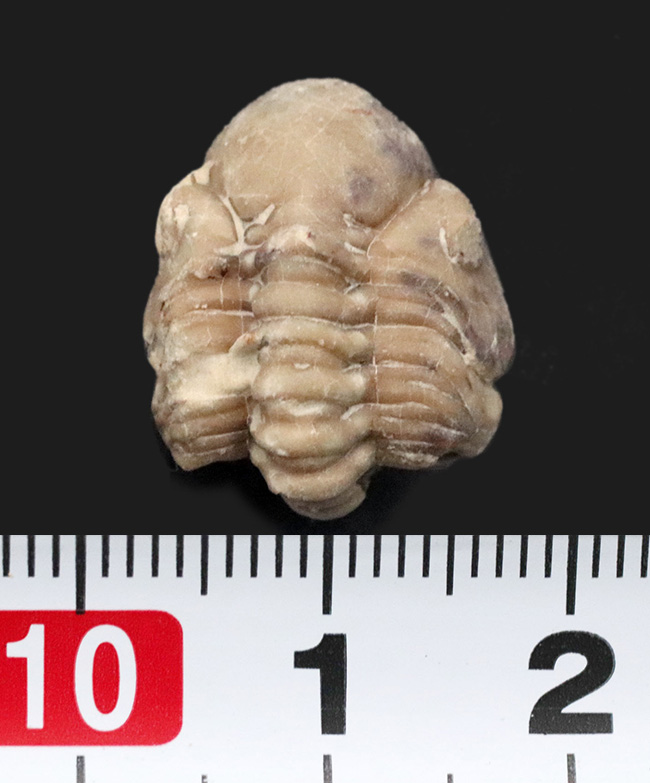 ザ・パックマン!大きな頭鞍部が特徴的!米国オクラホマ州産の三葉虫、パシファコプス(Paciphacops)のエンロール標本(その6)