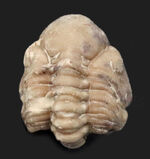 ザ・パックマン！大きな頭鞍部が特徴的！米国オクラホマ州産の三葉虫、パシファコプス（Paciphacops）のエンロール標本