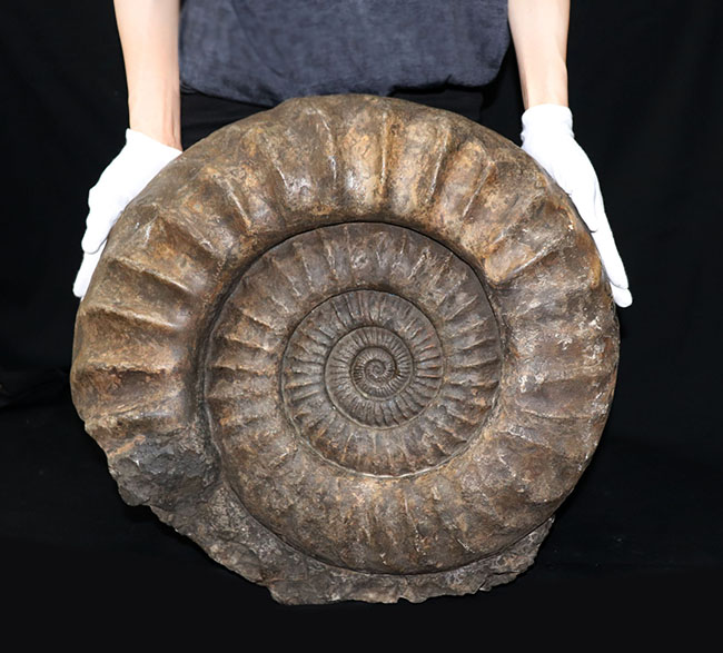 化石セブン史上最大級！５０センチ級！滅多に見ることができない巨大なアンモナイト、アリエティテスの化石（Ammonite）（その1）