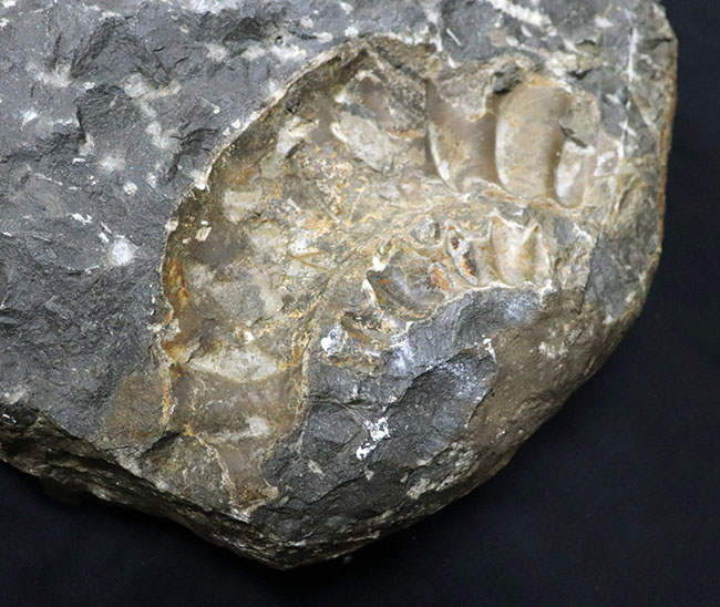 化石セブン史上最大級！５０センチ級！滅多に見ることができない巨大なアンモナイト、アリエティテスの化石（Ammonite）（その10）