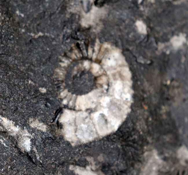 化石セブン史上最大級！５０センチ級！滅多に見ることができない巨大なアンモナイト、アリエティテスの化石（Ammonite）（その11）