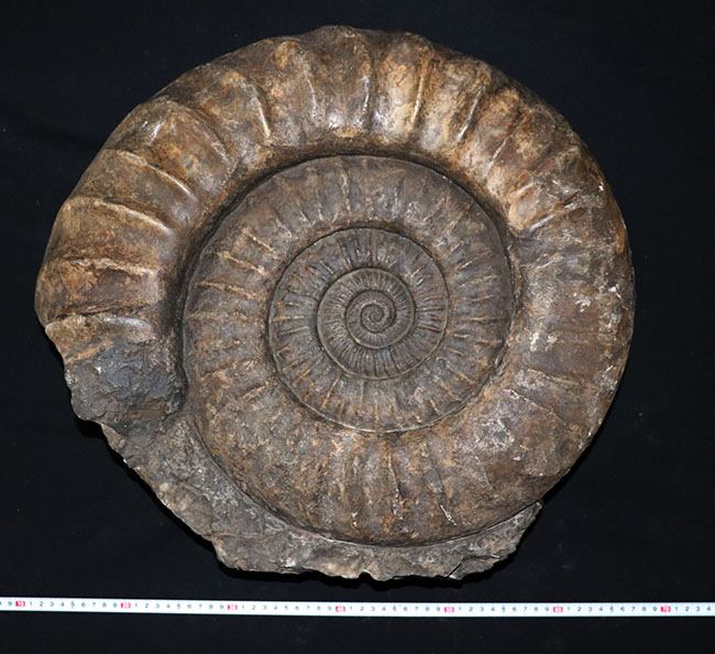 化石セブン史上最大級！５０センチ級！滅多に見ることができない巨大なアンモナイト、アリエティテスの化石（Ammonite）（その12）