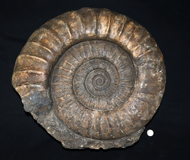 化石セブン史上最大級！５０センチ級！滅多に見ることができない巨大なアンモナイト、アリエティテスの化石（Ammonite）（その13）