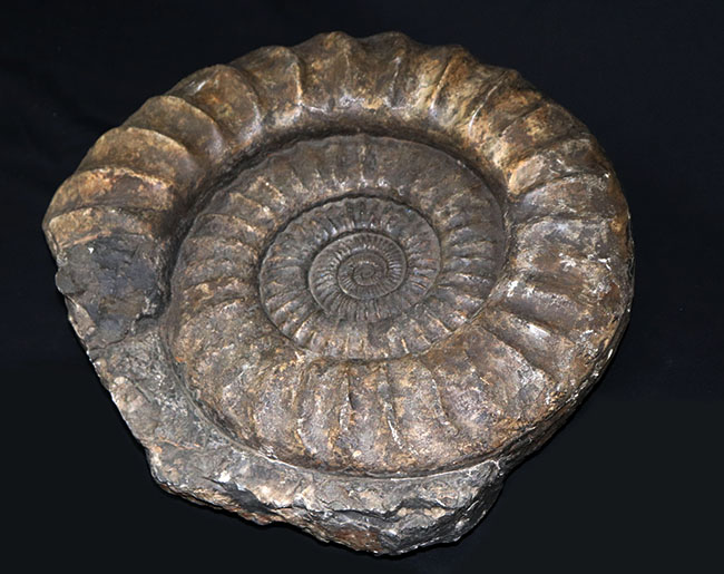 化石セブン史上最大級！５０センチ級！滅多に見ることができない巨大なアンモナイト、アリエティテスの化石（Ammonite）（その2）