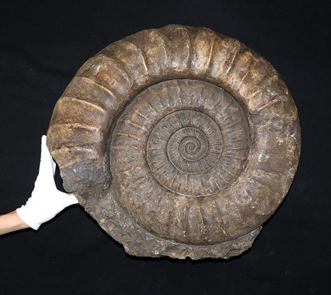 化石セブン史上最大級！５０センチ級！滅多に見ることができない巨大なアンモナイト、アリエティテスの化石（Ammonite）（その3）