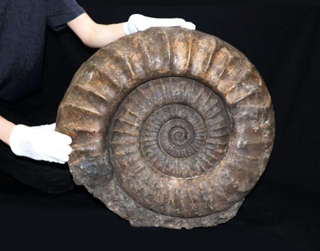 化石セブン史上最大級！５０センチ級！滅多に見ることができない巨大なアンモナイト、アリエティテスの化石（Ammonite）（その5）