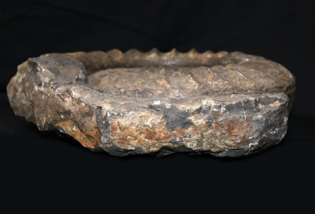 化石セブン史上最大級！５０センチ級！滅多に見ることができない巨大なアンモナイト、アリエティテスの化石（Ammonite）（その6）