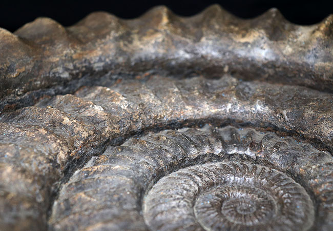 化石セブン史上最大級！５０センチ級！滅多に見ることができない巨大なアンモナイト、アリエティテスの化石（Ammonite）（その7）