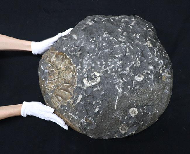 化石セブン史上最大級！５０センチ級！滅多に見ることができない巨大なアンモナイト、アリエティテスの化石（Ammonite）（その8）