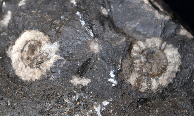 化石セブン史上最大級！５０センチ級！滅多に見ることができない巨大なアンモナイト、アリエティテスの化石（Ammonite）（その9）