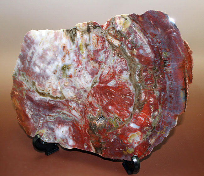 コレクションするならば、ぜひ最高峰の珪化木を。サイズ、色