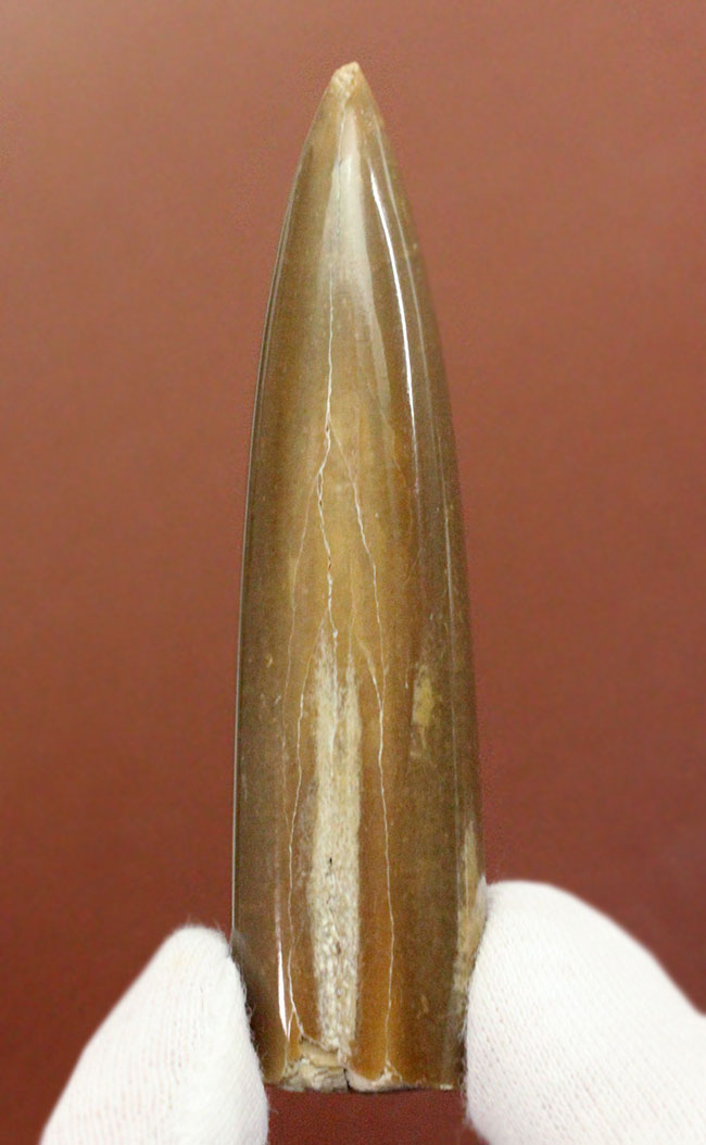 保存状態、極めて良好!イカのような姿をしていた頭足類、約1億5000万年前の海に棲息していたベレムナイト(Belemnite)の殻の化石(その1)