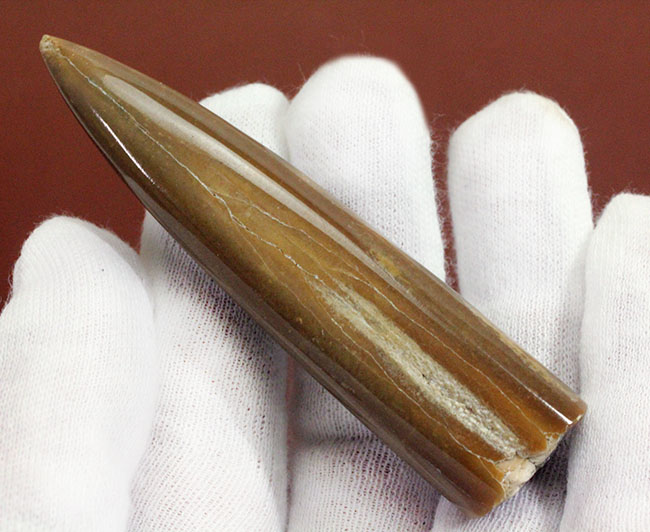 保存状態、極めて良好!イカのような姿をしていた頭足類、約1億5000万年前の海に棲息していたベレムナイト(Belemnite)の殻の化石(その2)
