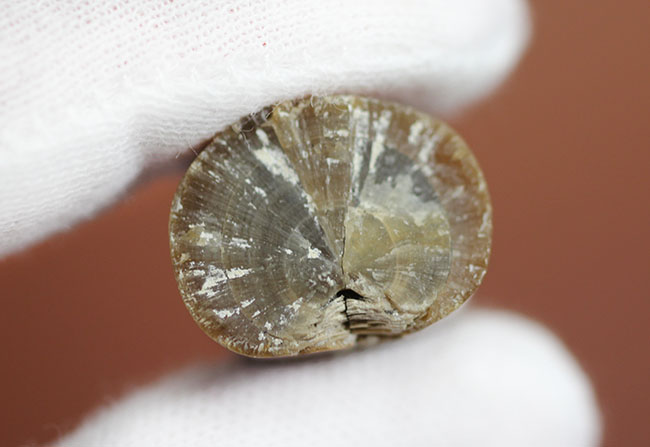 保存状態、極めて良好!イカのような姿をしていた頭足類、約1億5000万年前の海に棲息していたベレムナイト(Belemnite)の殻の化石(その5)