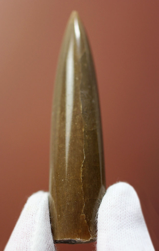 保存状態、極めて良好！イカのような姿をしていた頭足類、約1億5000万年前の海に棲息していたベレムナイト（Belemnite）の殻の化石（その6）