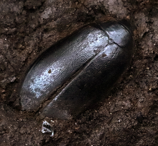 ベリーレア!あの剣歯虎で有名な産地、米国カリフォルニア州のラ・ブレア・タールピットで採集された、甲虫化石「ハイドロフィルス(Hydrophilus)」(その1)