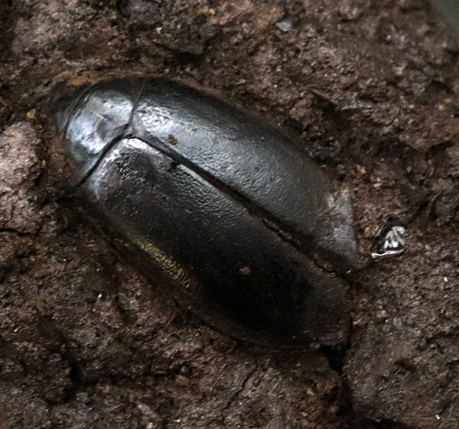 ベリーレア!あの剣歯虎で有名な産地、米国カリフォルニア州のラ・ブレア・タールピットで採集された、甲虫化石「ハイドロフィルス(Hydrophilus)」(その3)