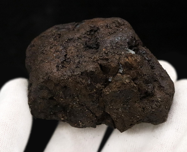 ベリーレア!あの剣歯虎で有名な産地、米国カリフォルニア州のラ・ブレア・タールピットで採集された、甲虫化石「ハイドロフィルス(Hydrophilus)」(その4)