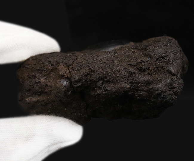 ベリーレア!あの剣歯虎で有名な産地、米国カリフォルニア州のラ・ブレア・タールピットで採集された、甲虫化石「ハイドロフィルス(Hydrophilus)」(その5)