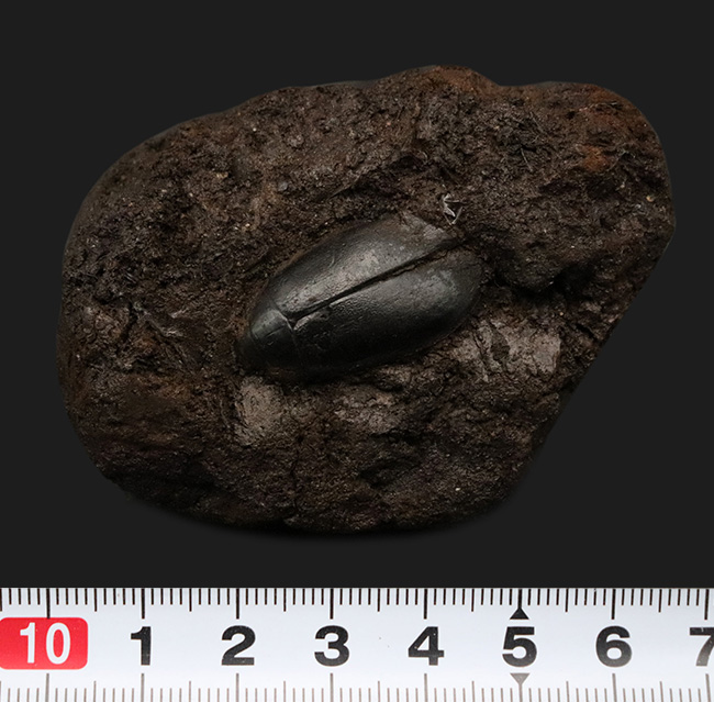 ベリーレア!あの剣歯虎で有名な産地、米国カリフォルニア州のラ・ブレア・タールピットで採集された、甲虫化石「ハイドロフィルス(Hydrophilus)」(その6)
