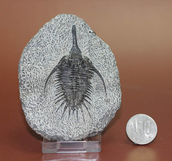オールドコレクション!三葉虫シコピゲ・エレガンス(Psychopyge elegans)(その11)