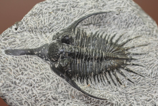オールドコレクション!三葉虫シコピゲ・エレガンス(Psychopyge elegans)(その2)