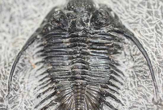 オールドコレクション!三葉虫シコピゲ・エレガンス(Psychopyge elegans)(その4)