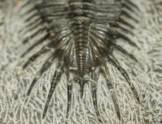 オールドコレクション!三葉虫シコピゲ・エレガンス(Psychopyge elegans)(その5)