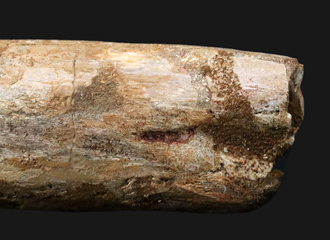 これぞ成体の巨大歯化石！１８９ミリ！美しいフォルムにもご注目あれ！北アフリカの雄、スピノサウルス（Spinosaurus）の歯化石（その6）