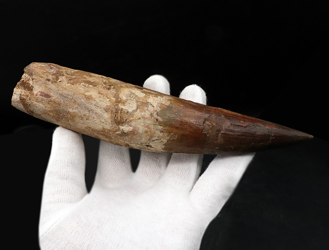 これぞ成体の巨大歯化石！189ミリ！美しいフォルムにもご注目あれ