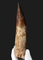 これぞ成体の巨大歯化石！１８９ミリ！美しいフォルムにもご注目あれ！北アフリカの雄、スピノサウルス（Spinosaurus）の歯化石