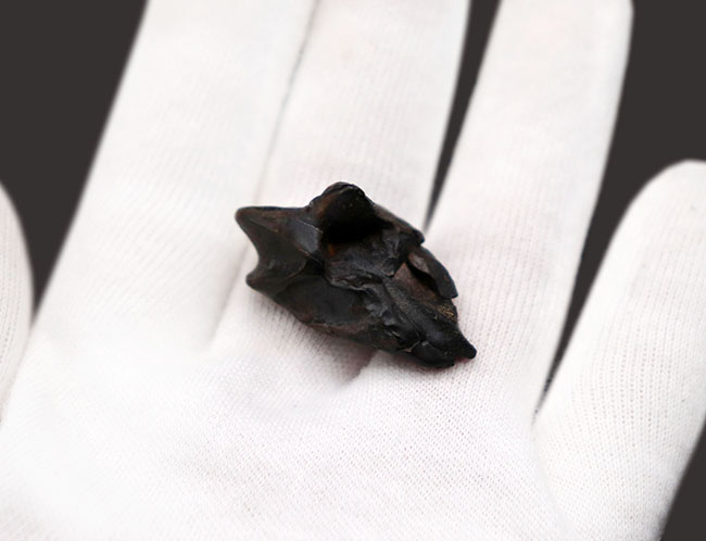 最期の恐竜の一つ、最大部32ミリの大きなトリケラトプス