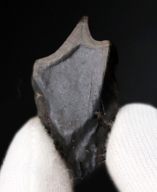 最期の恐竜の一つ、最大部32ミリの大きなトリケラトプス