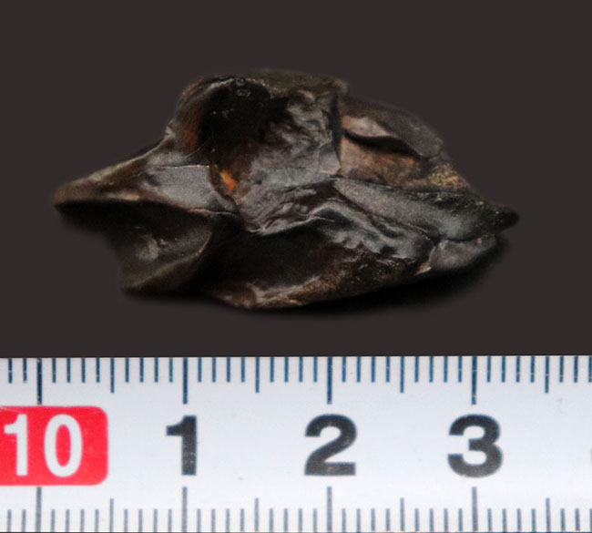 最期の恐竜の一つ、最大部32ミリの大きなトリケラトプス