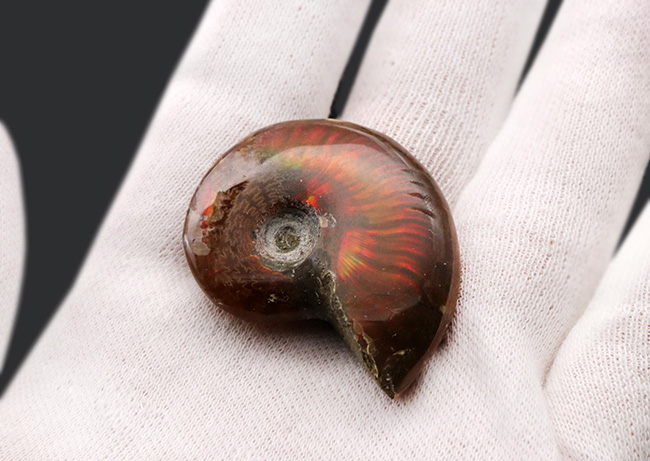極上の遊色と縫合線を同時に楽しめる、マダガスカル産のアンモナイト、クレオニセラス(Cleoniceras)(その2)