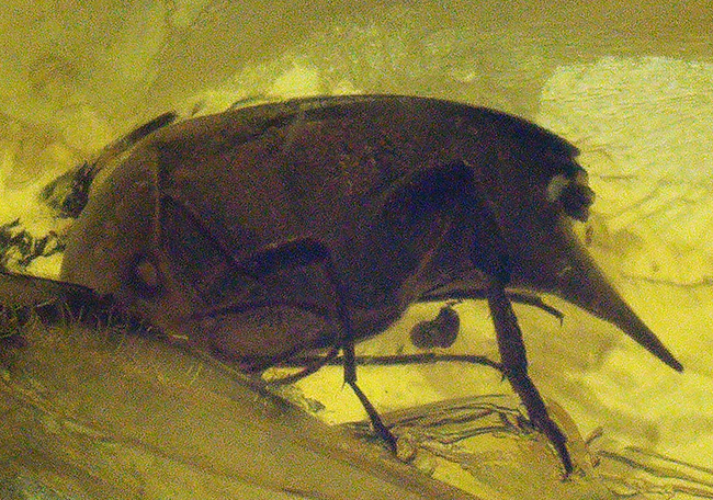 珍しい!ラグビボールのように転がった!ハナノミ科の昆虫、ハナゾウムシが包まれたバルト海産琥珀(Amber)(その1)