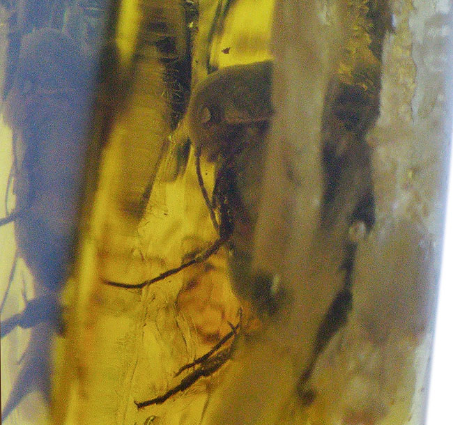 珍しい！ラグビボールのように転がった！ハナノミ科の昆虫、ハナゾウムシが閉じ込められたバルト海産琥珀（Amber）（その4）
