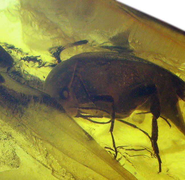 珍しい!ラグビボールのように転がった!ハナノミ科の昆虫、ハナゾウムシが包まれたバルト海産琥珀(Amber)(その7)