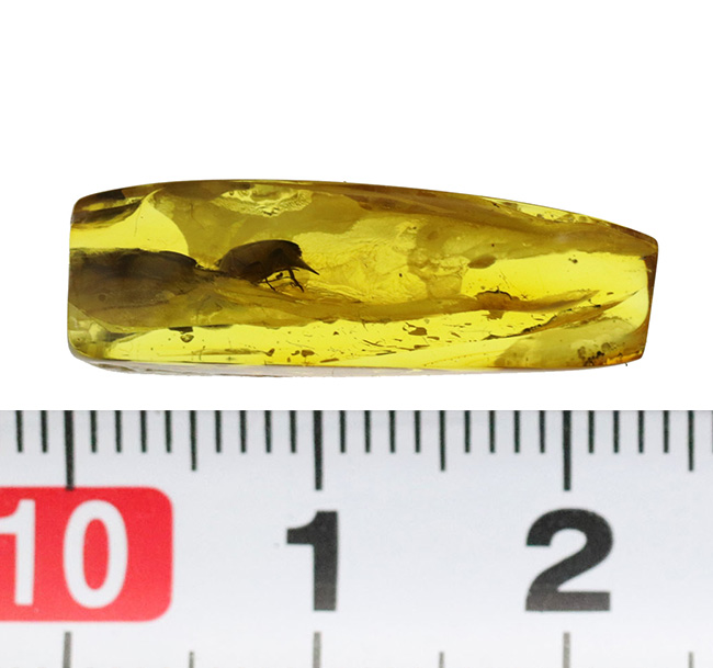 珍しい!ラグビボールのように転がった!ハナノミ科の昆虫、ハナゾウムシが包まれたバルト海産琥珀(Amber)(その8)