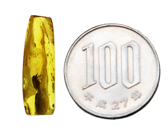 珍しい!ラグビボールのように転がった!ハナノミ科の昆虫、ハナゾウムシが包まれたバルト海産琥珀(Amber)(その9)