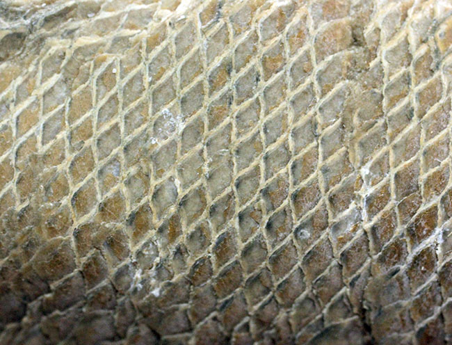 鱗の状態が素晴らしい、ブラジル・セアラ州産の絶滅古代魚、ラコレピス。魚鱗の保存状態必見！心臓の進化を解き明かした。（その1）