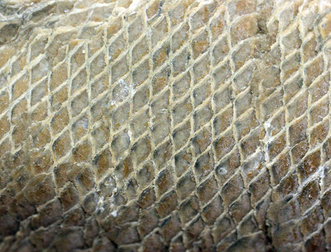 鱗の状態が素晴らしい、ブラジル・セアラ州産の絶滅古代魚、ラコレピス。魚鱗の保存状態必見!心臓の進化を解き明かした。(その1)