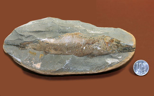 鱗の状態が素晴らしい、ブラジル・セアラ州産の絶滅古代魚、ラコレピス。魚鱗の保存状態必見!心臓の進化を解き明かした。(その10)