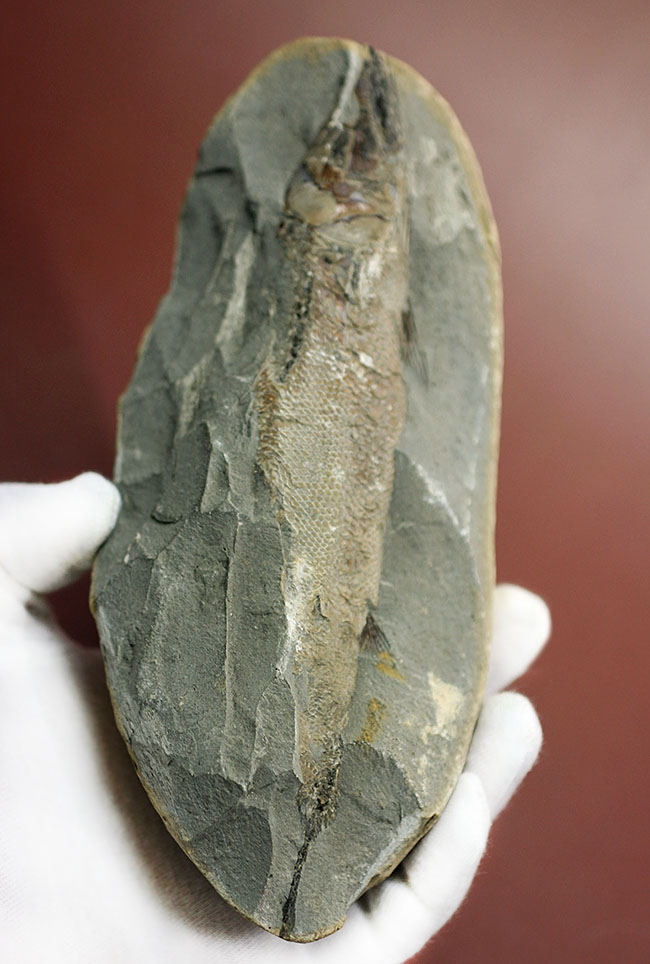 鱗の状態が素晴らしい、ブラジル・セアラ州産の絶滅古代魚、ラコレピス。魚鱗の保存状態必見!心臓の進化を解き明かした。(その2)