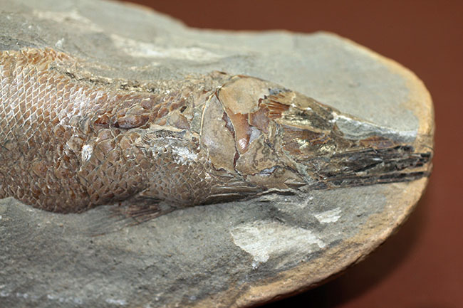 鱗の状態が素晴らしい、ブラジル・セアラ州産の絶滅古代魚、ラコレピス。魚鱗の保存状態必見!心臓の進化を解き明かした。(その3)